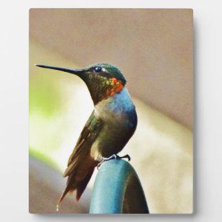 Perched Ruby and Green  little Hummingbird Plaque