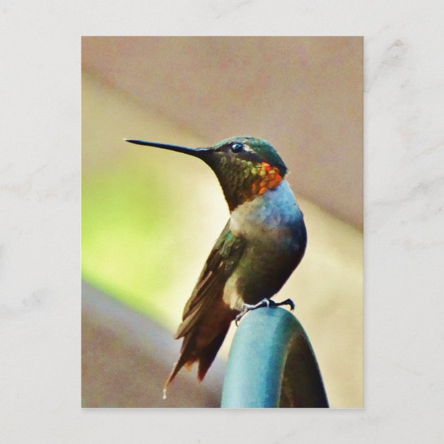 Perched Ruby and Green  little Hummingbird Postcard (Front)