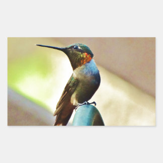 Perched Ruby and Green  little Hummingbird Rectangular Sticker