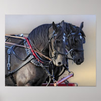 Percheron Draft Horse Work Team