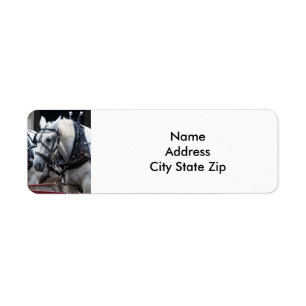 Percheron Draught Horse