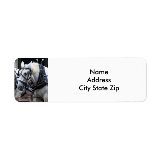 Percheron Draught Horse (Front)