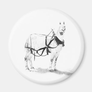 Percheron Draught   Horse Equine Art Magnets