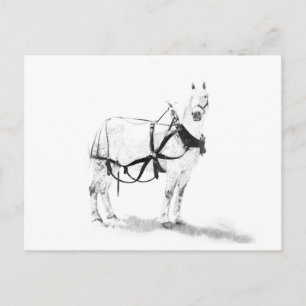 Percheron Draught Horse Equine Art Postcard