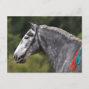 Percheron draught horse mare postcard