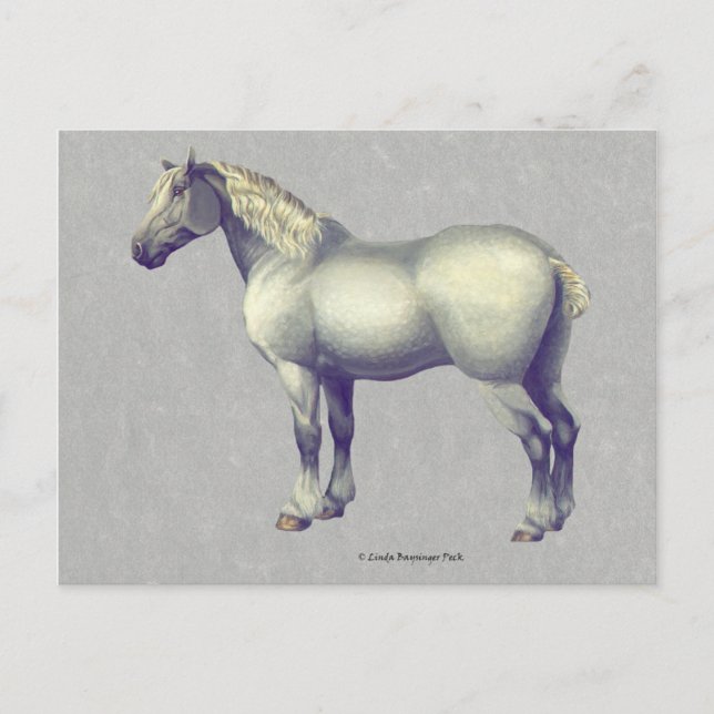 Percheron Horse Equine Art Postcard (Front)