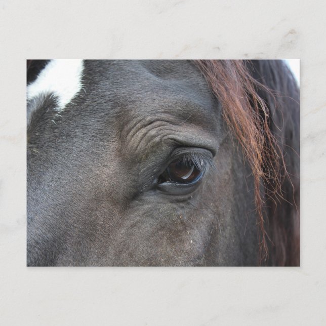 Percheron horse postcard (Front)