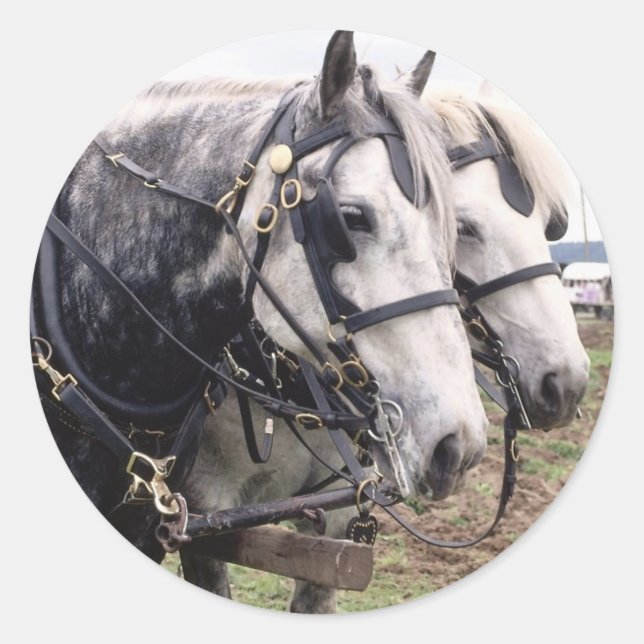 Percheron Tandem Classic Round Sticker (Front)