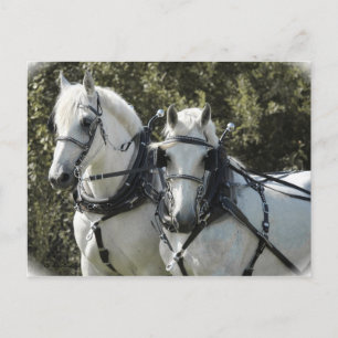 Percheron Team Postcard