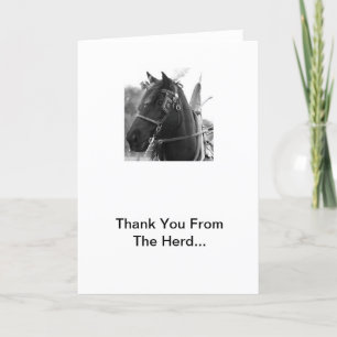 Percheron Thunder In Harness Thank You Cards