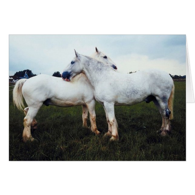 Percherons Grooming Each Other (Front Horizontal)