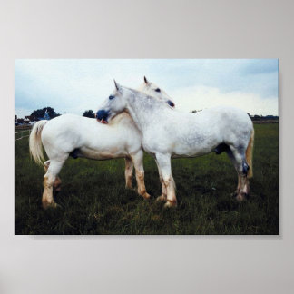 Percherons Grooming Each Other Poster