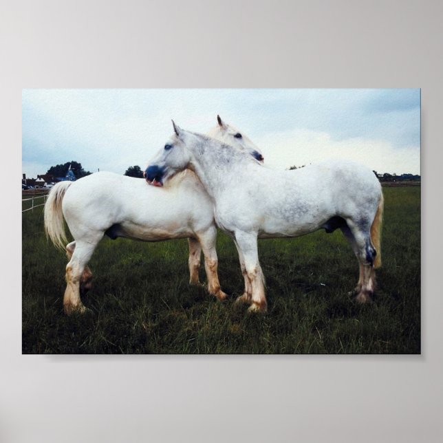 Percherons Grooming Each Other Poster (Front)