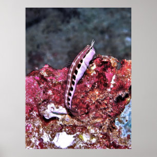 Perching Blenny Poster