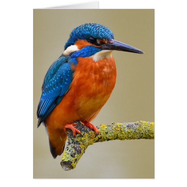 Perching Kingfisher (Front)