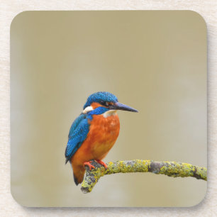 Perching Kingfisher Coaster