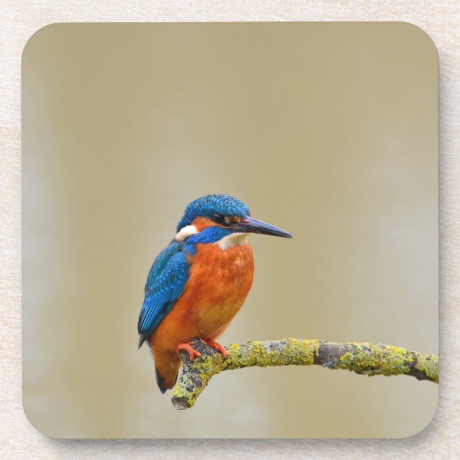 Perching Kingfisher Coaster (Front)