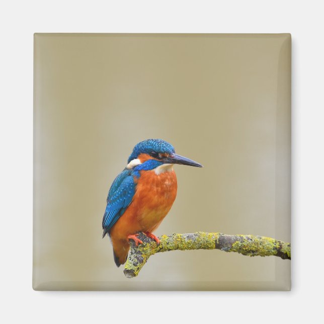 Perching Kingfisher Magnet (Front)