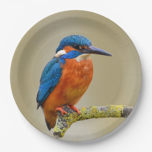 Perching Kingfisher Paper Plate (Front)