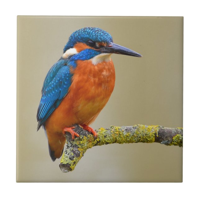 Perching Kingfisher Tile (Front)