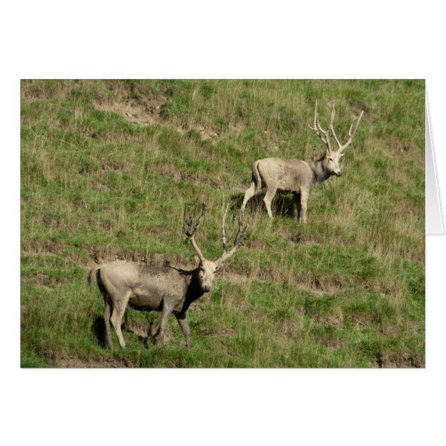 Père David's deer (Front Horizontal)