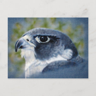 Peregrine-airbrush Postcard