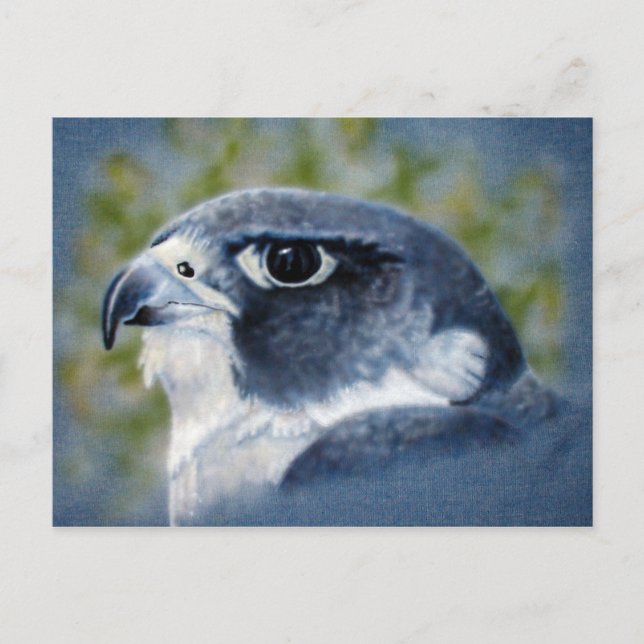 Peregrine-airbrush Postcard (Front)