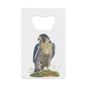 Peregrine Falcon