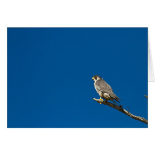 Peregrine Falcon