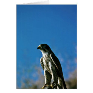 Peregrine Falcon