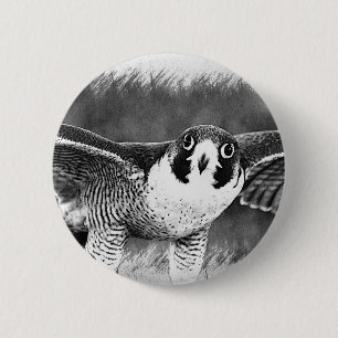Peregrine Falcon 6 Cm Round Badge