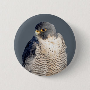 Peregrine Falcon along the Hudson River 6 Cm Round Badge