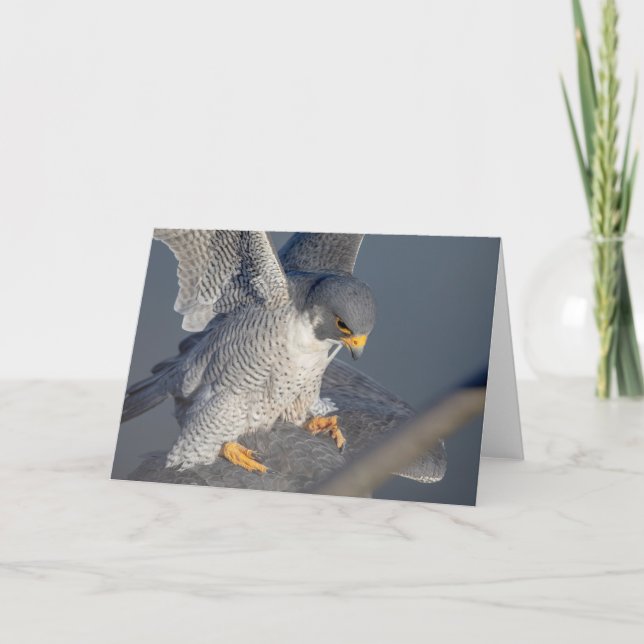 Peregrine Falcon along the Hudson River Card (Front)