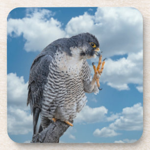 Peregrine Falcon along the Hudson River Coaster