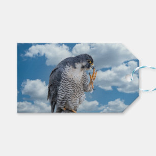 Peregrine Falcon along the Hudson River Gift Tags