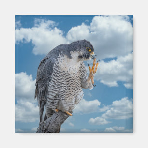 Peregrine Falcon along the Hudson River Magnet