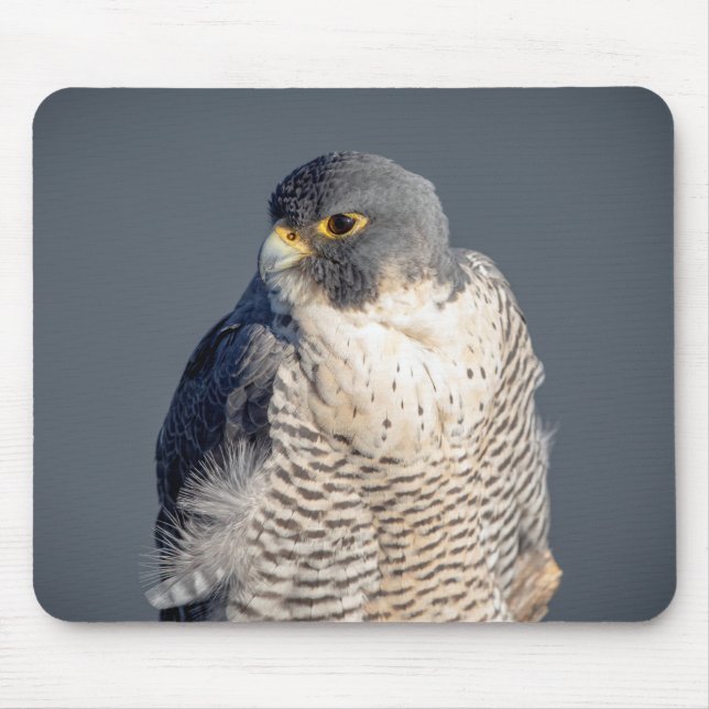 Peregrine Falcon along the Hudson River Mouse Mat (Front)