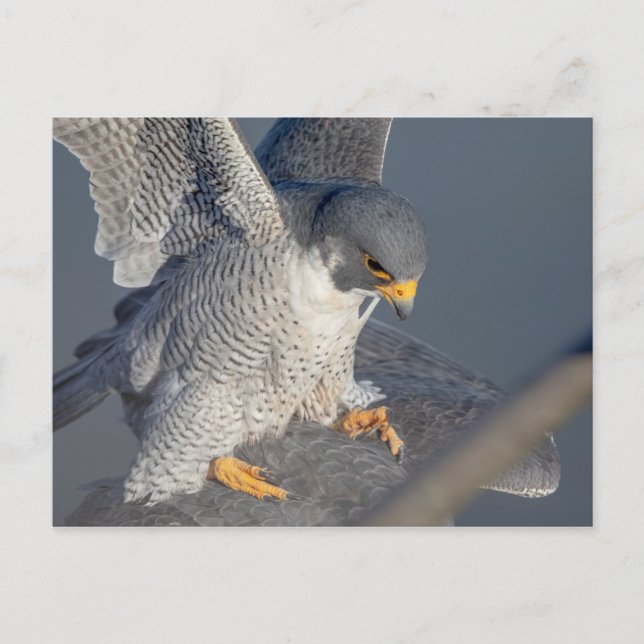 Peregrine Falcon along the Hudson River Postcard (Front)