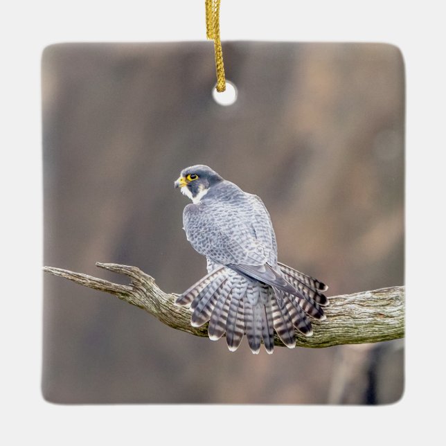 Peregrine Falcon at the Palisades Interstate Park Ceramic Ornament (Front)
