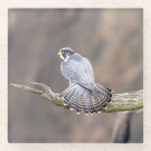 Peregrine Falcon at the Palisades Interstate Park Glass Coaster