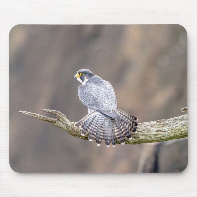 Peregrine Falcon at the Palisades Interstate Park Mouse Mat (Front)