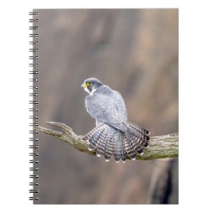 Peregrine Falcon at the Palisades Interstate Park Notebook