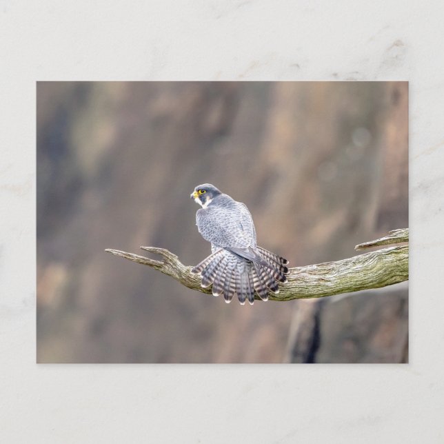 Peregrine Falcon at the Palisades Interstate Park Postcard (Front)