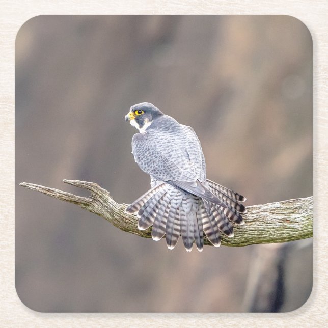 Peregrine Falcon at the Palisades Interstate Park Square Paper Coaster (Front)