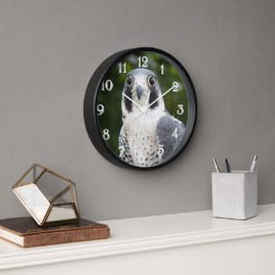 Peregrine Falcon Bird of Prey Photo Clock