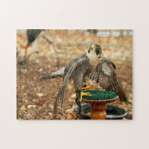 peregrine falcon, bird of prey puzzle