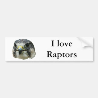 Peregrine Falcon Bumper Sticker