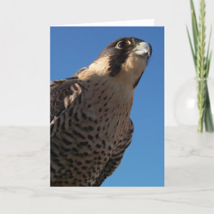 Peregrine Falcon Card