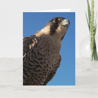 Peregrine Falcon Card