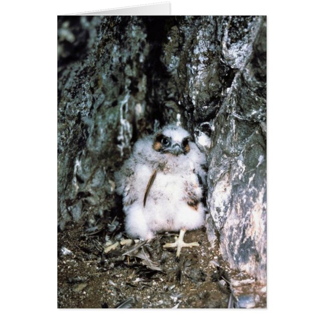 Peregrine Falcon Chick (Front)